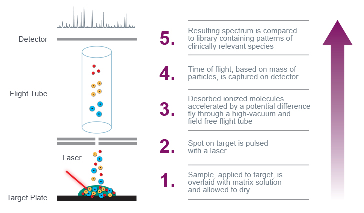 Mass spectrometry analysis